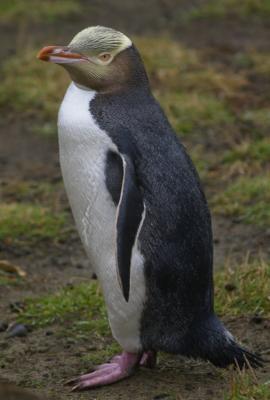 v3/07/527607/3/47903211.penguin.jpg