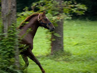 Mare in motion by Julie P