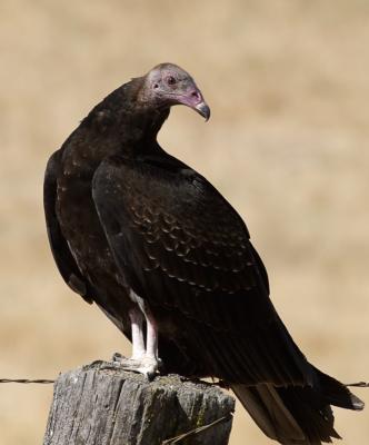 vulture by doreen