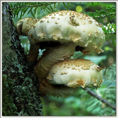 mushroom family by brent