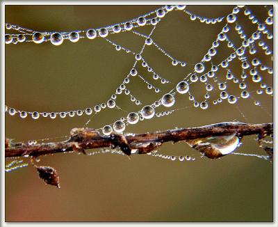 dew family by brent
