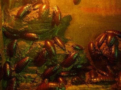 v3/07/527607/3/49739172.roach.jpg