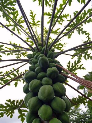 Papayas from Below                                         Kini