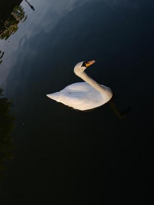 S is for swan by gmc