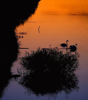 swans by Big Ga