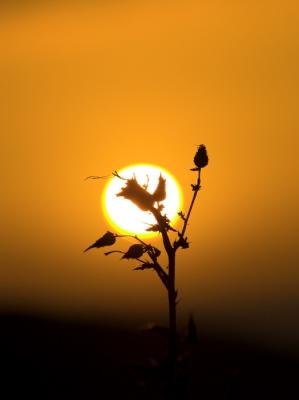 Dead Flowers at Sunrise by jrc77