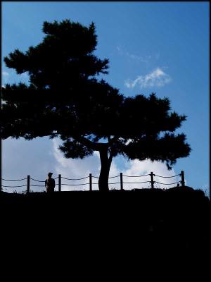 Japanese tree, by rayk.jpg
