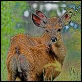 +Double Vision by Bob K.