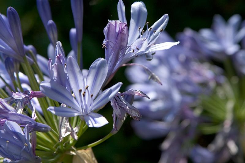 Agapanthus