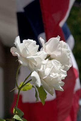 White Rose Flag II