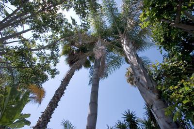 Sky of Palms