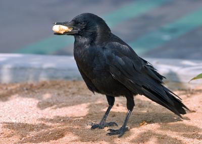 7/19: Crow with Banana