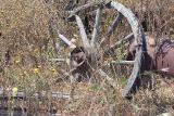 Old Wheel