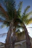 Palms in Sun