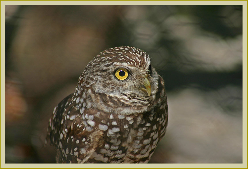 burrowing owl