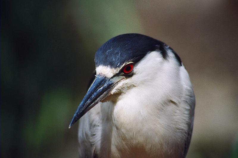 herons - black-crowned night heron