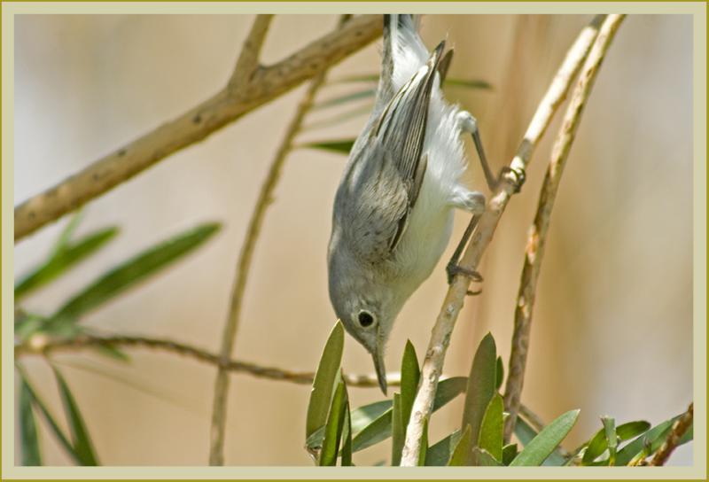 blue-gray gnatcatcher