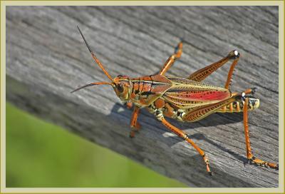 Eastern Lubber Grasshopper - Romalea guttata