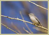 blue-gray gnatcatcher