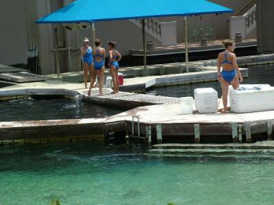 Dolphin Quest