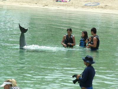 Dolphin Quest