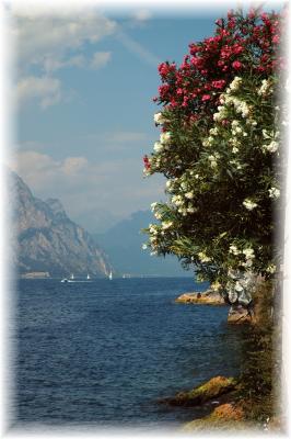 v3/07/547307/3/48246210.Malcesine.jpg