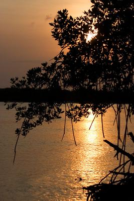 Mangrove at sunset