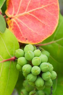 Sea grapes