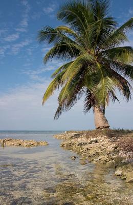 Lonely palm