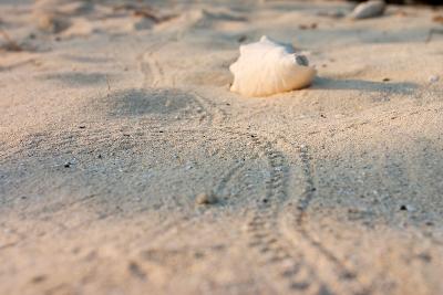 Crab tracks