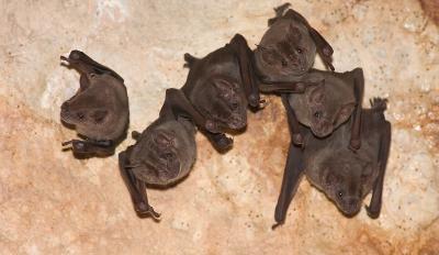 Bats