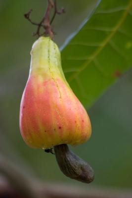 Cashew fruit