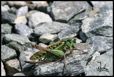 Grasshopper.jpg