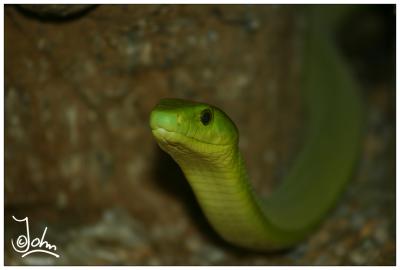 Green snake South Africa.jpg
