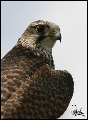 Falcon Common Kestrel.jpg