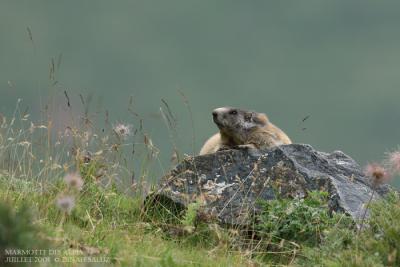 Marmotte des Alpes