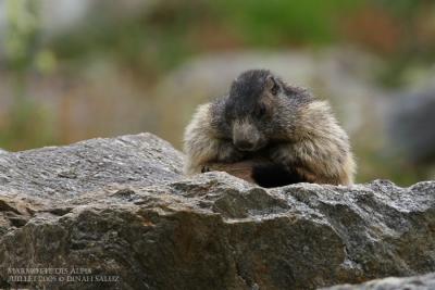 Marmotte des Alpes