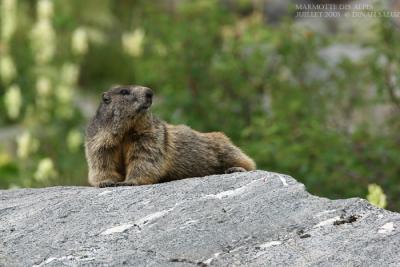 Marmotte des Alpes