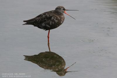 Chevalier arlequin - Spotted Redshank