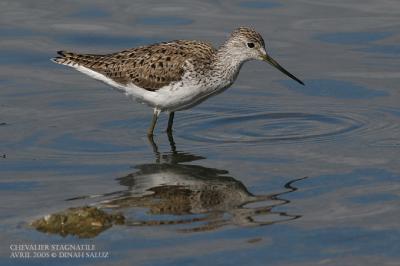 Chevalier stagnatile - Marsh Sandpiper