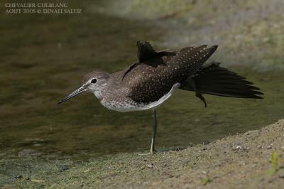 Chevalier culblanc - Green Sandpiper