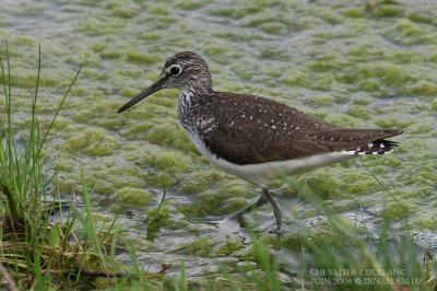 Chevalier culblanc - Green Sandpiper