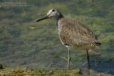 Chevalier culblanc - Green Sandpiper