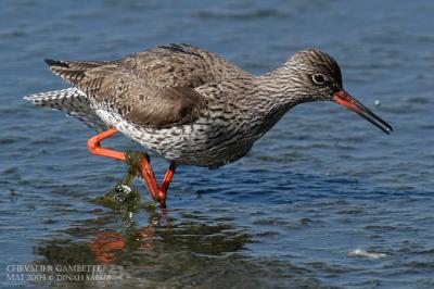 Chevalier gambette - Common Redshank