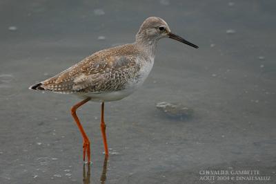 Chevalier gambette - Common Redshank