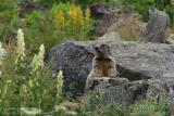 Marmotte des Alpes