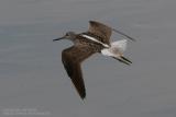 Chevalier aboyeur - Common Greenshank