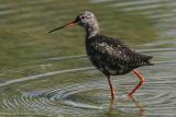 Chevalier arlequin - Spotted Redshank