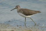 Chevalier culblanc - Green Sandpiper