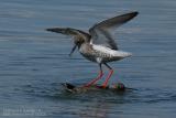 Chevalier gambette - Common Redshank